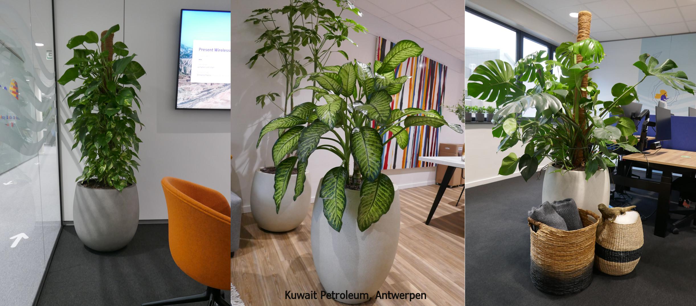 weerstand Rand vacht Plant-Axis | Office & Event gardening